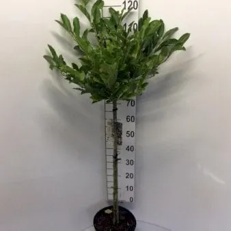 Stjärnmagnolia